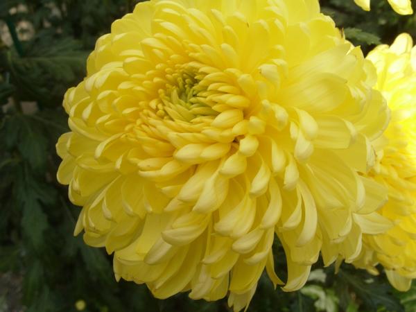 Chrysanthemum Cremist