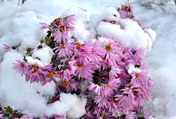 Chryzantémy pod sněhem