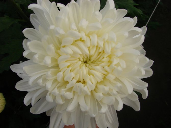 Crizanteme Ribonet