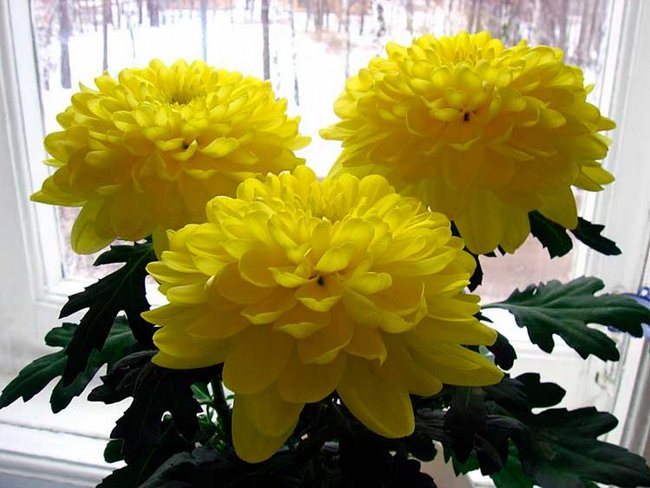 Chrysanthemums in pots how to care at home