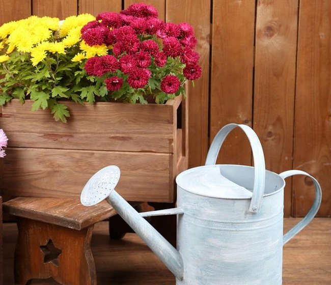 Chrysanthemums in pots how to care at home