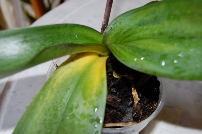 Chronische Feuchtigkeit und schlechte Belüftung des Substrats führen häufig zum vollständigen Verlust von Wurzeln und Blättern durch Phalaenopsis.