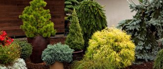 Conifers in containers