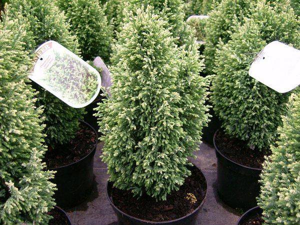 Coniferous indoor plants for the home