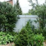 Conifers-in-the-garden-plot