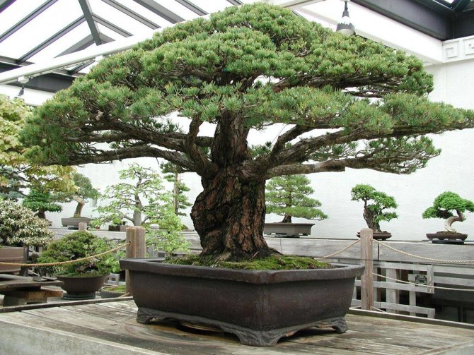 Jehličnaté bonsaje