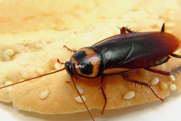 Idealiska förhållanden för kackerlackor - medeltemperatur och mattillgänglighet