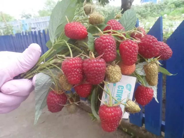 Raspberry Polka berries, ideal in shape and taste