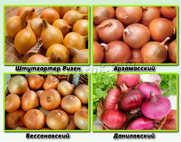 Ideal varieties of onion sets for sowing before winter