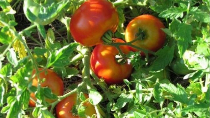 '' Ideal for a rich, tasty, early harvest of tomatoes: tomato