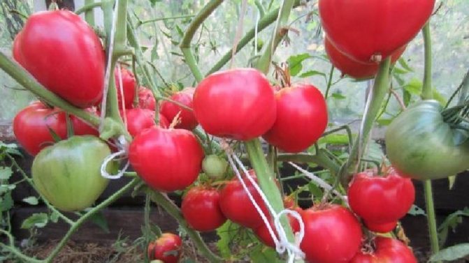 مثالية لمحصول مبكر غني ولذيذ من الطماطم: الطماطم