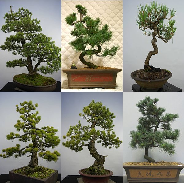 mga ideya ng puno ng bonsai pine