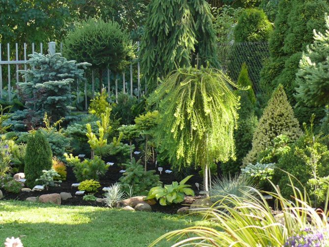 Ideas for the use of conifers and shrubs in the landscape design of a summer cottage