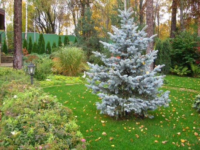 Idea untuk penggunaan konifer dan pokok renek dalam reka bentuk landskap sebuah pondok musim panas
