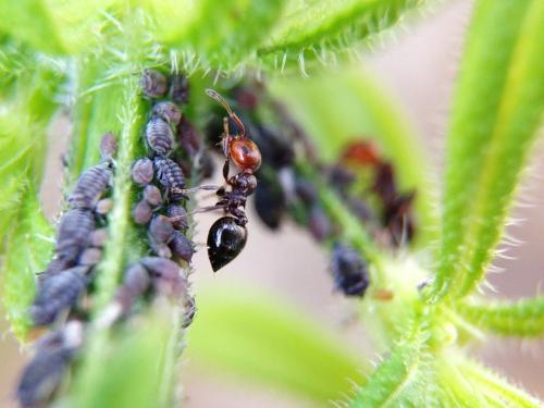 التسلسل الهرمي للنمل. النمل "المهنة"