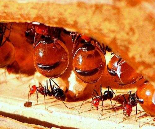 التسلسل الهرمي للنمل. النمل "المهنة"