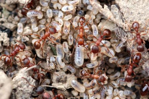 Hierarchy ng mga ants. "PROFESSION" ANTS