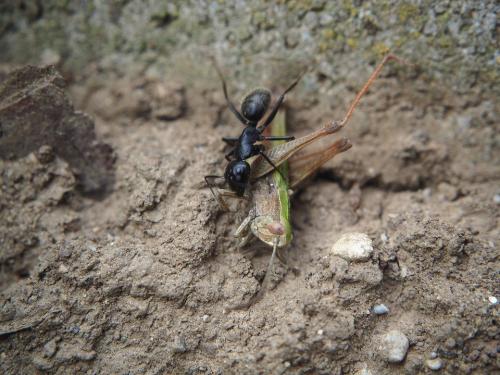 Hierarchy ng mga ants. "PROFESSION" ANTS