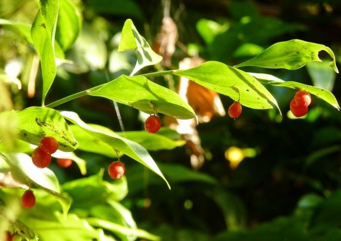 Řeznický list (Ruscus hypophyllum)
