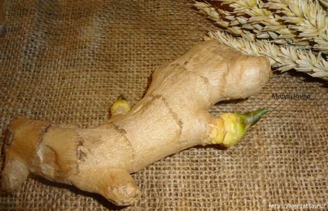 ginger. sprouted root (1) (700x448, 337Kb)