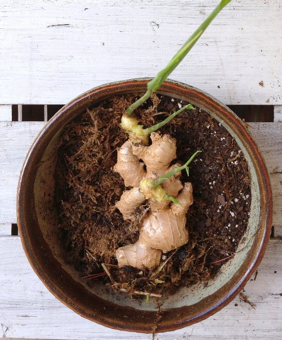 Ginger sprouted can I plant it?
