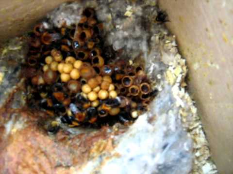 This is what a bumblebee nest looks like
