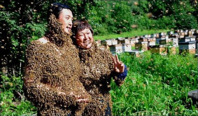 Immunité au venin d'abeille