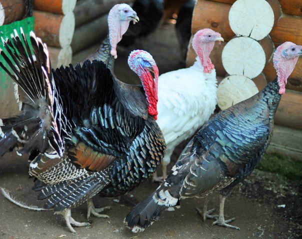 Bronze-708 turkeys are not suitable for inbreeding