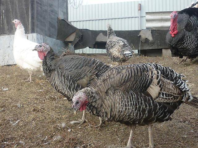 Broad-breasted bronze turkeys