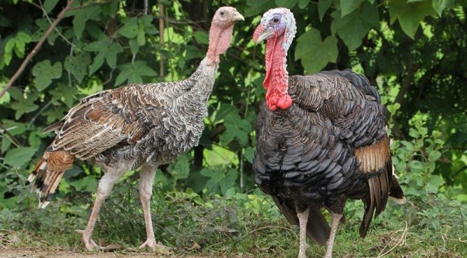 Turkeys: description, breeding and care