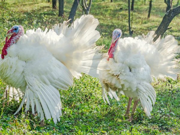 Big-6 turkeys - mga kondisyon ng pagpigil