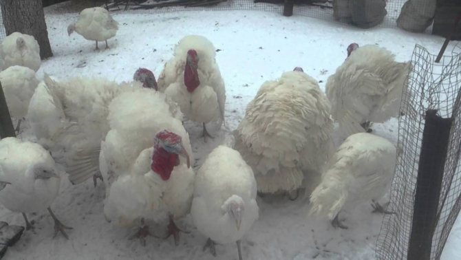 Turkeys in winter