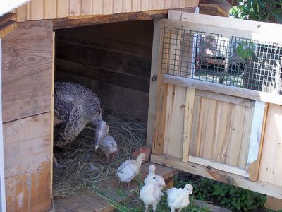 How to build a turkey house with your own hands