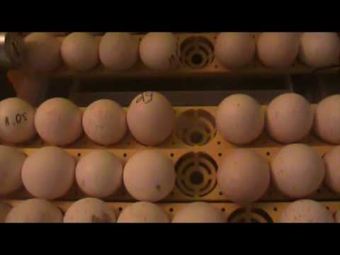 Ouă de curcan într-un incubator