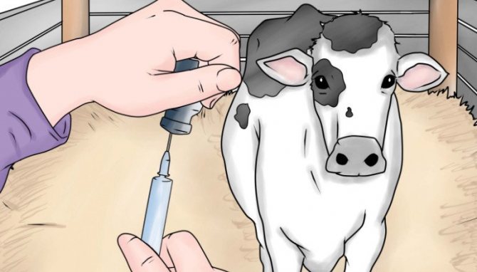 Инжекции на крави