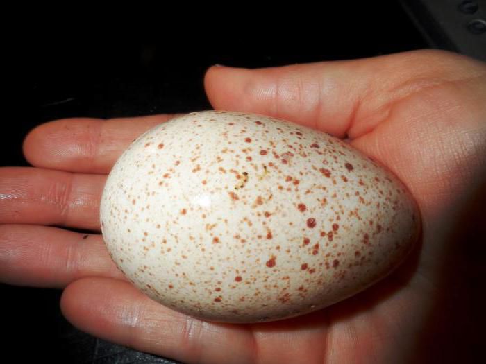 Hatching egg of cross turkeys Bronze 708