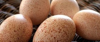 Hatching turkey eggs