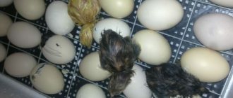 Incubation of goose eggs