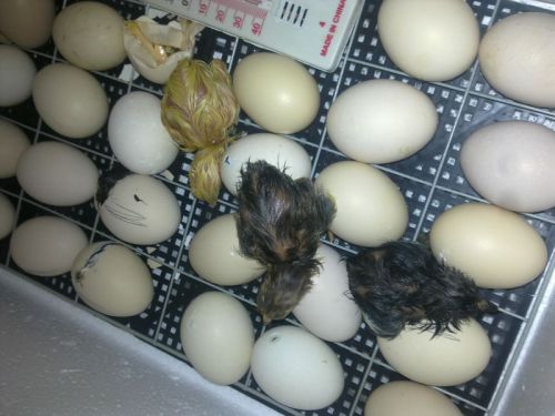 Incubația ouălor de gâscă