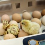Inkubation von Hühnereiern
