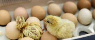 Inkubation von Hühnereiern