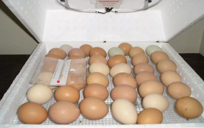 Инкубация на яйца