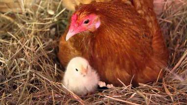 incubator household laying hen instruction