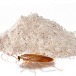 Insekticidpulver fortsätter att vara ett av de mest populära läkemedlen för kackerlackor idag - vi kommer att prata om sådana läkemedel vidare och prata mer detaljerat ...