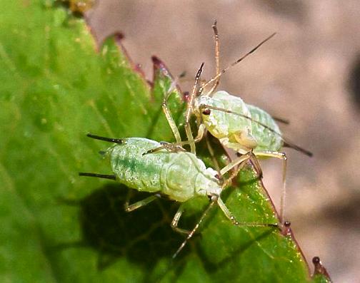 walang amoy na insecticides para sa mga panloob na halaman