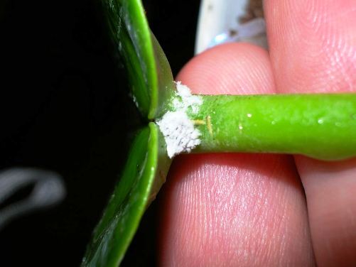 insecticides for indoor plants from mealybug
