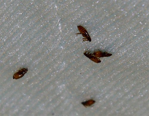 Insekticidy v moderních sprejích rychle a účinně působí na blechy bez poškození zvířete