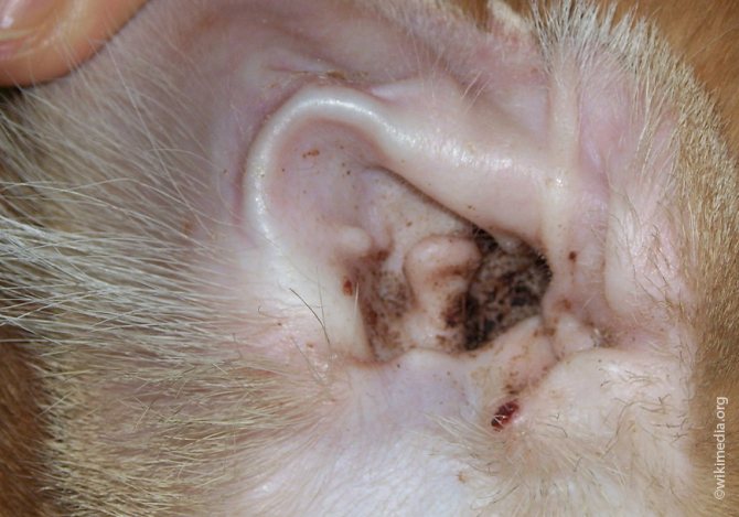 The inspector is used in the treatment of ear mites