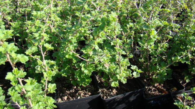 Инструкции за засаждане на цариградско грозде през есента и по-нататъшни грижи за тях