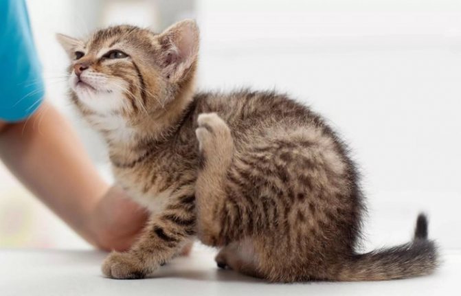 Pokyny pro použití kapek celandinu z blech a klíšťat pro kočky